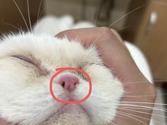 -瑞派名望24h动物医院异宠专科·猫专科·骨科·重症监护分院