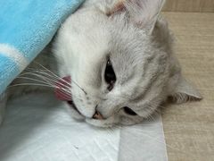 -北京观赏动物医院·24小时大型综合·猫专科·异宠专科
