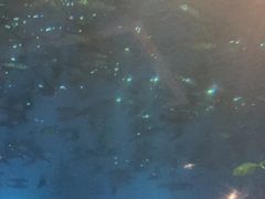 -海棠湾洲际-涛·海底餐厅·美人鱼·自助餐·海底隧道