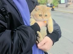 -汪喵宠物医院·骨科心脏影像·犬猫急重症ICU诊疗中心(成华分院)