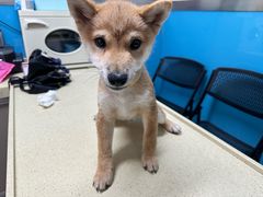 -康爱犬猫诊所·牙专科·骨外科·影像内科(丰宁店)