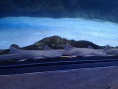 -迪拜水族馆及水下动物园
