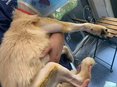 -伟伟宠物医院·CT影像中心·瑞派犬猫综合性门诊(汉口总院)