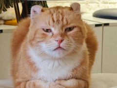 -平行世界·猫咖(首经贸店)
