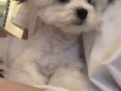 -天使宠物医院·犬猫分诊(彩虹店)