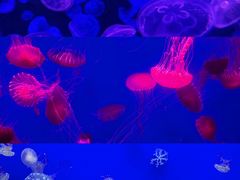 -江和美海洋公园