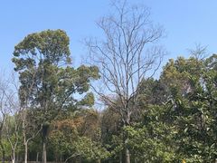 -昆山城市生态森林公园