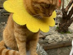 -喵屿·大理花园猫咖