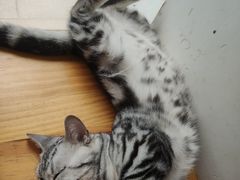-李小姐の猫咖啡馆(五角场店)
