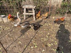 -小鱼草莓采摘园农家乐·小鱼餐厅