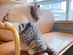 -遇见羊驼·奶狗咖·布偶猫咖·法斗柯基柴犬阿拉斯加(春熙路太古里IFS店)