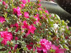 -岷山饭店-芝芝自助餐厅