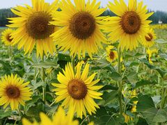 -汉长安城未央宫国家考古遗址公园