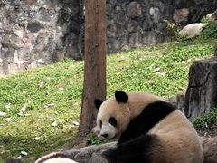 -都江堰中华大熊猫苑