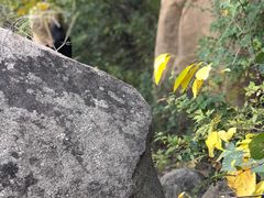 -北京鹫峰国家森林公园