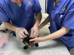-半岛宠物医院24小时(科华中路店)