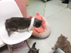 -我爱猫咪·猫咖·狗咖·安哥拉兔·羊驼咖(小寨华旗店)