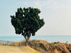 -小麦岛公园