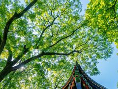 -灵谷景区