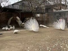 -保定市动物园