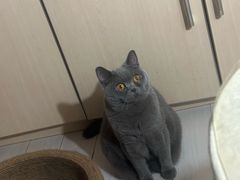 -瑞派福兴宠物医院犬猫全科·骨科·中西医结合(河东店)