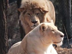 -石家庄市动物园