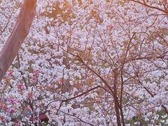 -堤角公园