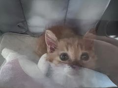-中农国际动物医院24小时·猫科·骨科·急重症中心