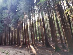 -武陵山森林公园