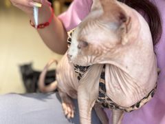 -藏猫猫咖啡主题馆(中央大道店)