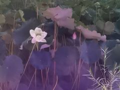 -鹅湖玫瑰文化园