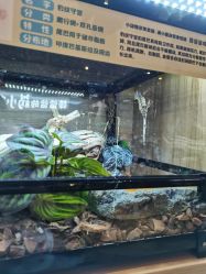 -卡通尼·Safari非洲探索乐园·生日会(金桥国际商业广场店)