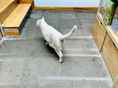-猫的天空之城概念书店(苏州平江店)