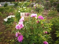 -曹州百花园