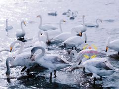 -烟墩角天鹅湖