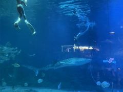 -烟台海昌鲸鲨海洋公园