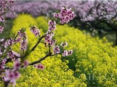 -南汇桃花村