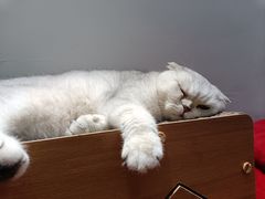 -有猫主题·治愈系猫咖(曾厝垵店)