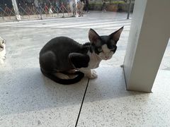 -飞行喵MR PILOT|猫舍·猫咖(静安大融城店)