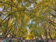 -三里屯东五街银杏大道