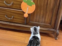 -欣宠猫屋·矮脚拿破仑·蓝金金渐层