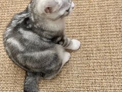 -Bastet sally猫舍购宠(静安店)