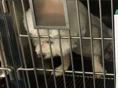 -宠颐生猫科·内科皮肤科(西平世纪城店)