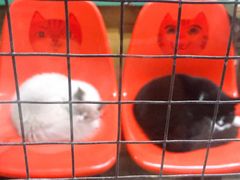 -猫咪博物馆(顶澳仔猫街店)