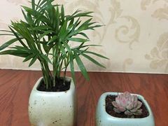-双季花艺园艺市场(浦东店)