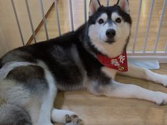 -Husky Go! 哈士奇体验馆·宠物咖啡厅狗咖