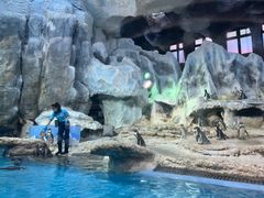 -帝企鹅自助餐厅•儿童岛•真企鹅(长隆企鹅酒店)