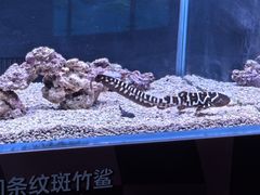 -三亚亚特兰蒂斯度假区