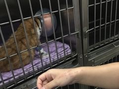 -伟伟宠物医院·CT影像中心·瑞派犬猫综合性门诊(汉口总院)