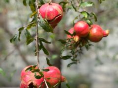 -广州神农草堂中医药博物馆